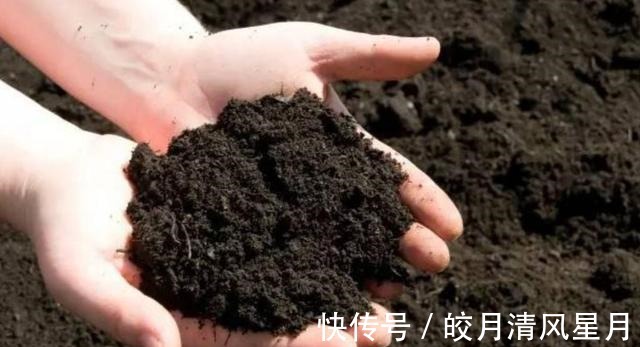 鸡蛋壳|这些垃圾都是养花的“宝贝”,简单处理一下,养啥花都不错!