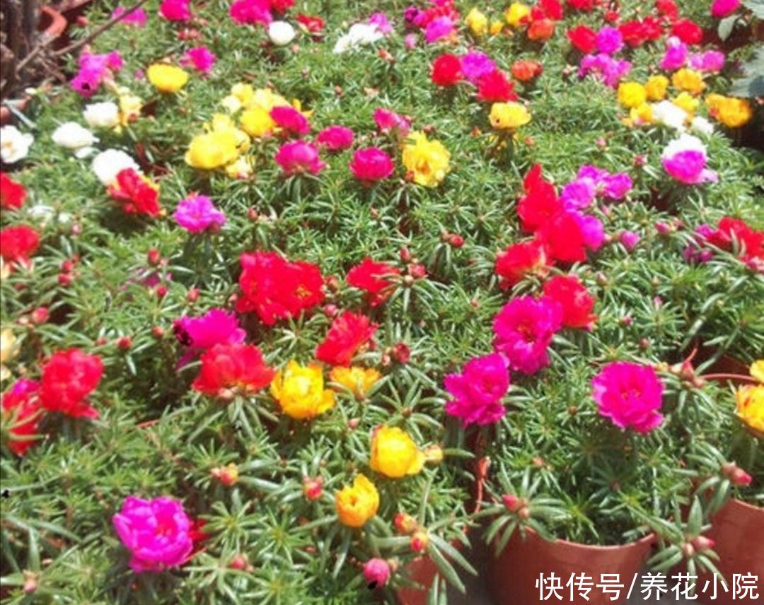 干旱|5种花，不怕热耐干旱，晒晒太阳开花更多