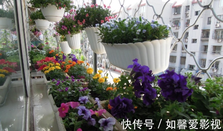 花卉|家庭盆栽花草，摆放、搭配方面该注意什么？有什么讲究？