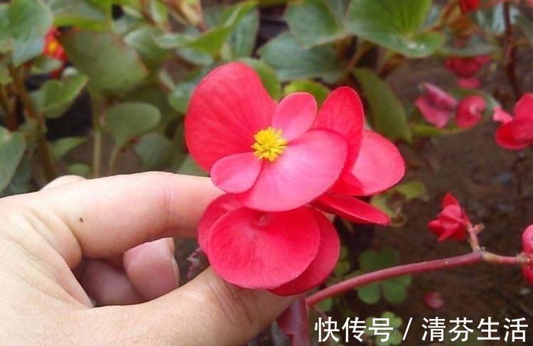 生长期|这6种花,要经常“摘心”,分枝多开花多,株形更丰满