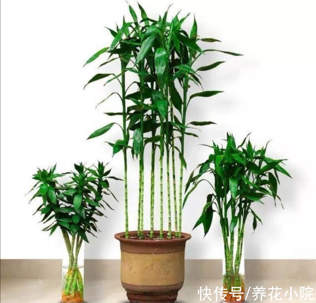 天冷了没花看,不如养6种漂亮“绿植”,美观大方还有益健康