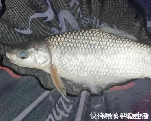 用加粗尾浮漂野钓，调漂不对难上鱼，老钓友解析加粗尾的调钓方法