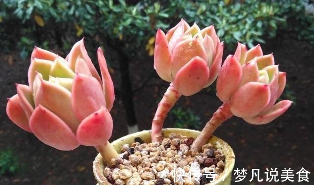 阳台养多肉不能错过的16种,全是名气大的品种,价格不贵还很美