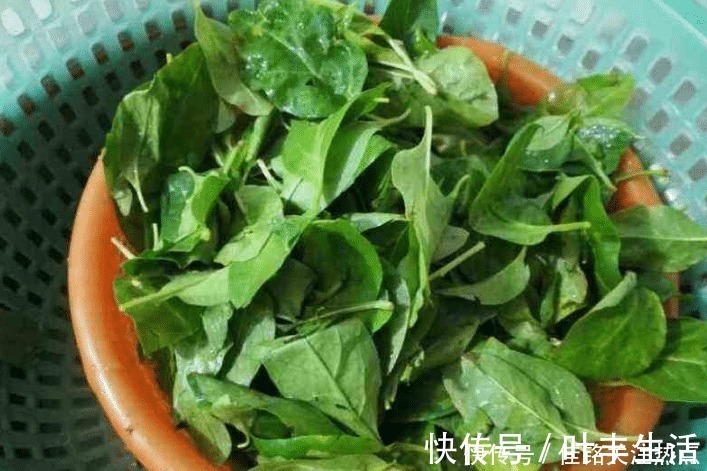 枸杞叶蛋花汤|天然的“护肝汤”发现了,每周吃3次,养肝护肝,肝脏也健康了