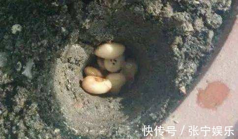 小机关|绿萝虎皮兰,有生长“小机关”,打开后叶子绿油油,生长猛