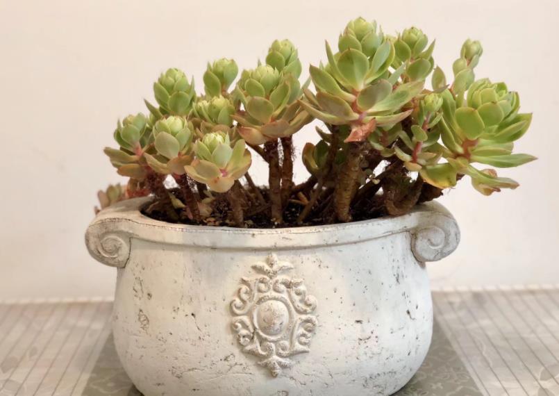 降温|休眠中的多肉,遇上高温天,想“保命”就得落实此4点