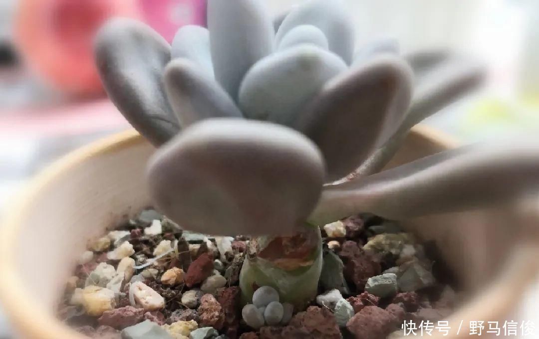 红掌|茉莉花扦插有机关,砍这一段枝条,插土里3天就活