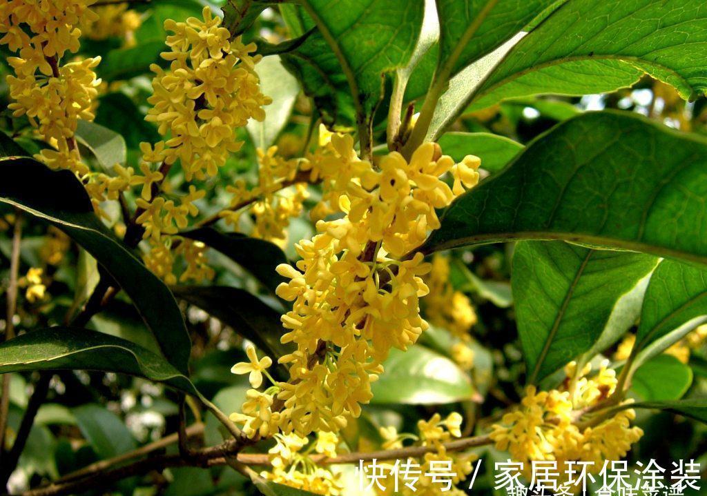 白砂糖|九月桂花香,趁着放假做点桂花酱,香甜诱人无添加,做一次吃半年