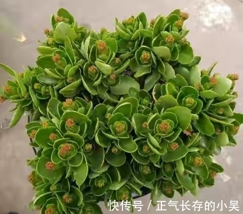 长寿花有“4喜”和“3怕”,冬天养护尤其要注意