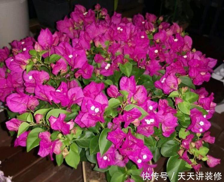 5款花寓意超好的，养家里财运亨通，颜值也时候超高的