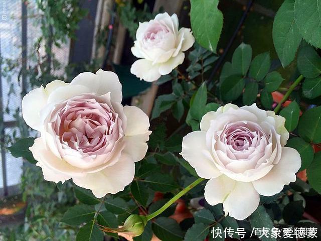 “河本女士,你的月季飞起来了!”聊聊那些仙到飞起的河本月季