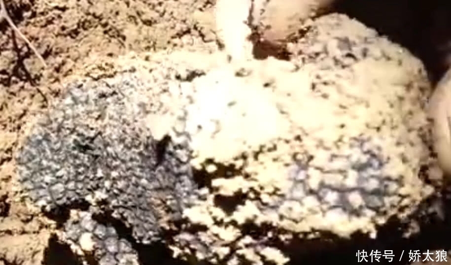 山里這種藥材形似“泥巴”,農(nóng)村人見了不理睬,外面一斤5百元