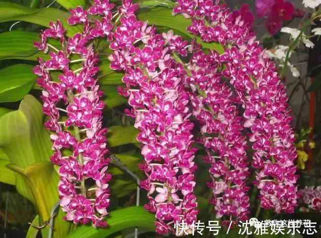 狐尾兰|4种“兰花”好养还爱开花,一开就是“花瀑布”,惊艳!