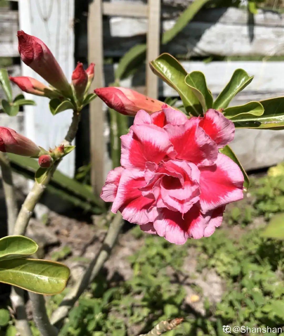 折腾不死的25种花，咋养都爆盆，家里必须养！