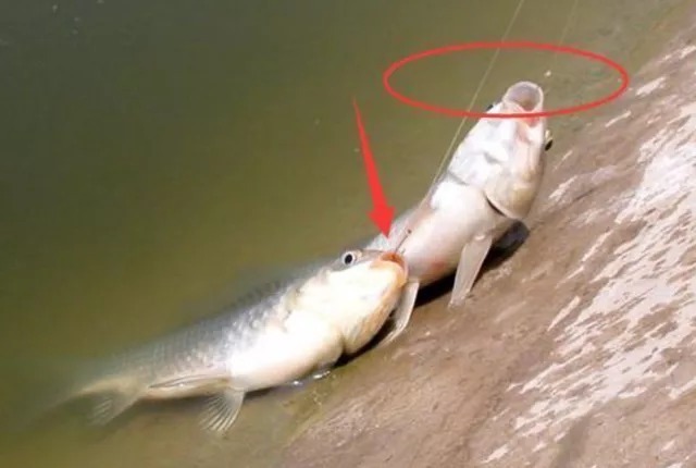冬季钓鲤鱼,掌握下面几个小技巧,爆盆爆桶心情好