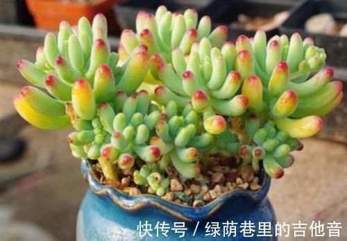 多肉|多肉叶子不着色,该怎么解决?做到这些,上色容易还格外好看