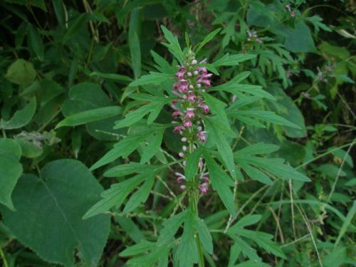 坠胀感|十个女人九个妇科病，此物泡水喝杀菌消炎，缓解痛经，保养子宫