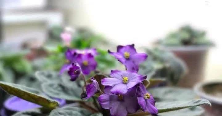 很耐阴的小花,四季开不断,花开很灿烂,适合新手养