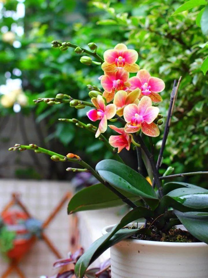 再穷也要养长寿花，寓意好、开花美，养人又养家！