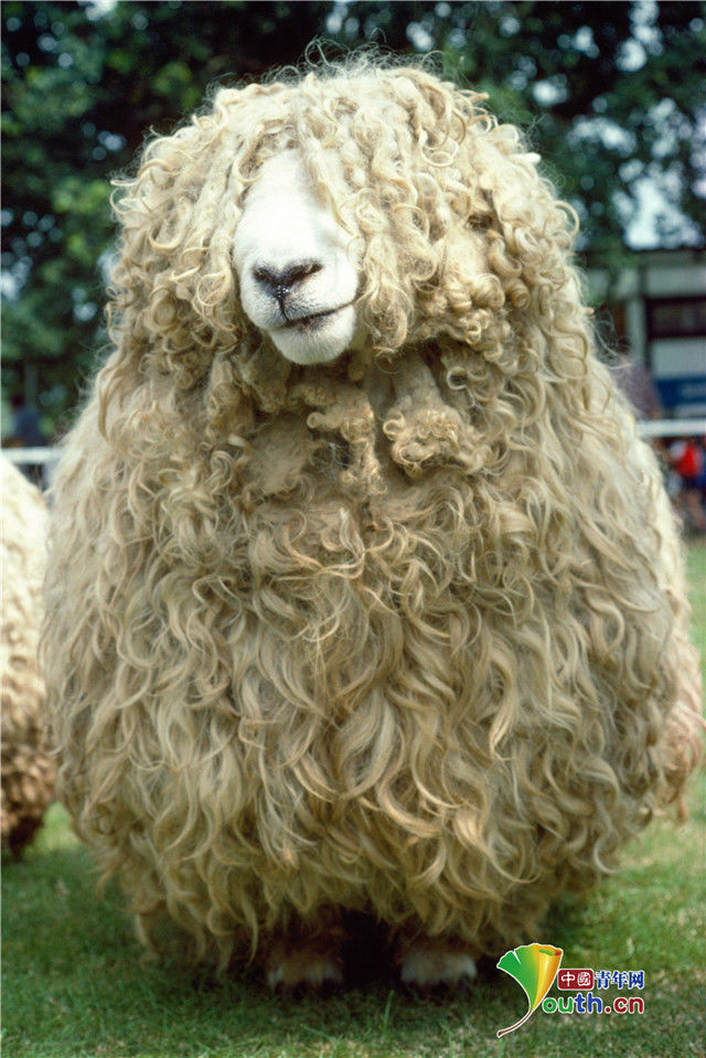 发型|小动物时尚“洗剪吹”造型令人捧腹大笑