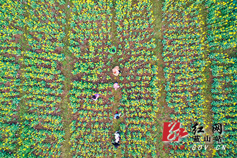 新春走基层｜蓝山：正月花开春意浓