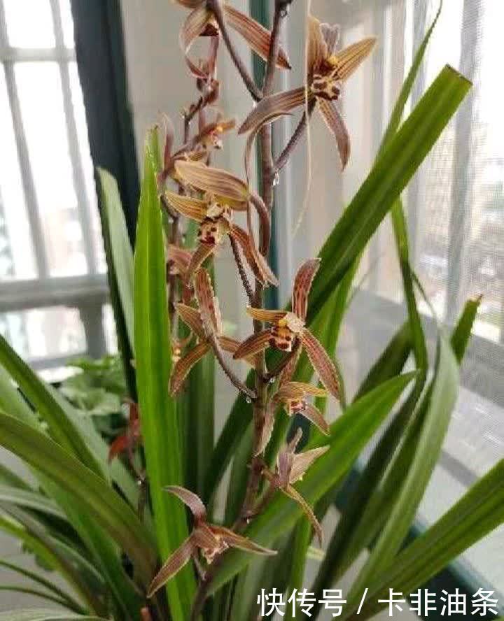 4种“耐阴花”,放客厅阳台都可以养,枝叶繁茂花色艳丽