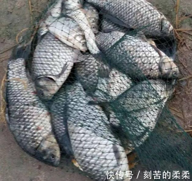 技巧|野钓大板鲫的黄金季节已到来,学会这些技巧,比黑坑都要钓的爽!
