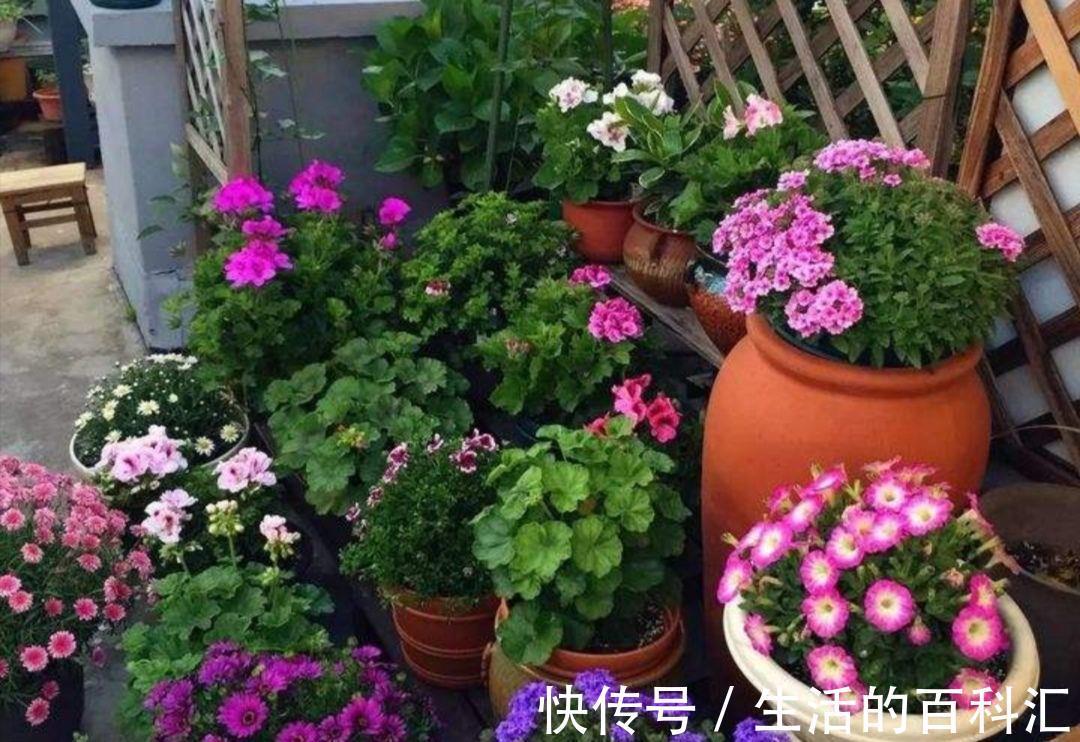 观赏性|养花细节决定成败：搞不定这3点，养一盆黄一盆