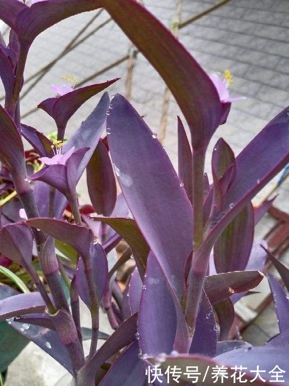 紫竹梅|叶子美过花，简单5个方面，轻松养好紫竹梅