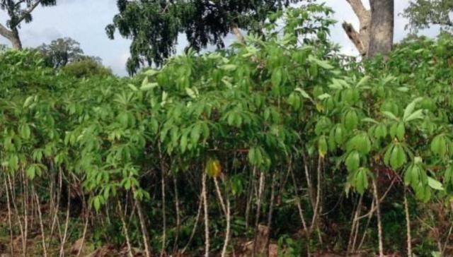 长在地里像木棍，味道却像极山药，营养高价格便宜