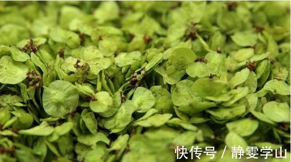 槐花槐花|农村以下几种野菜要多吃,营养价值是马齿苋的5倍,不妨一试