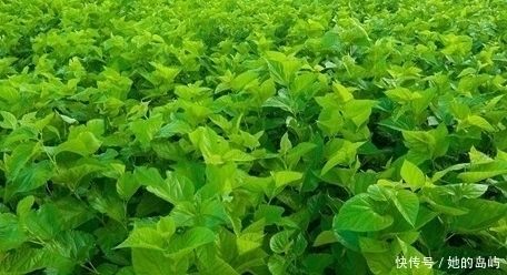 白发|一头白发不用担心，农村常见的叶子洗头，坚持一月，白发慢慢变黑