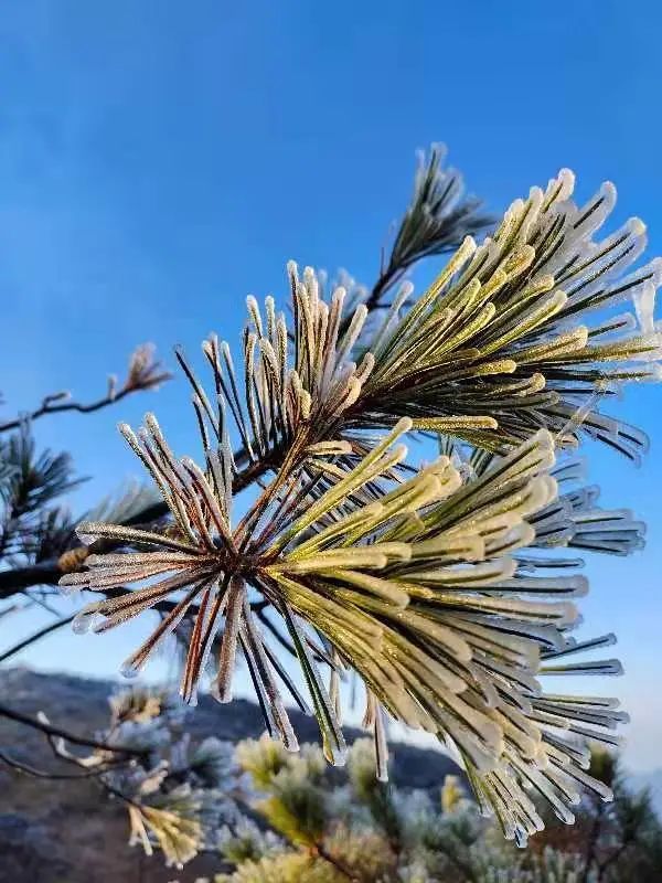 奇景|奇景！一起走进1929米的“冰雪奇缘”！