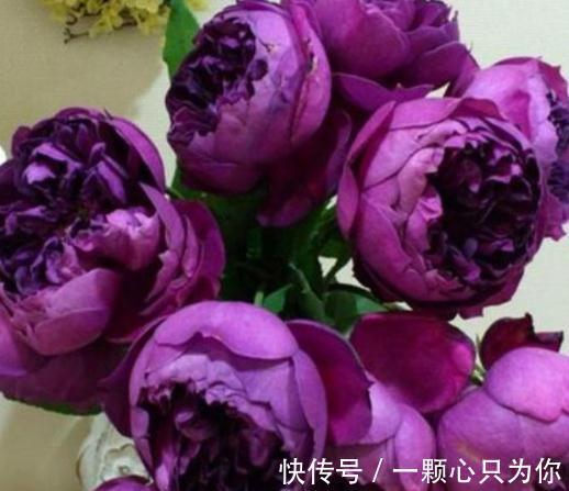 有香味的月季才有灵魂,优秀的浓香月季品种推荐