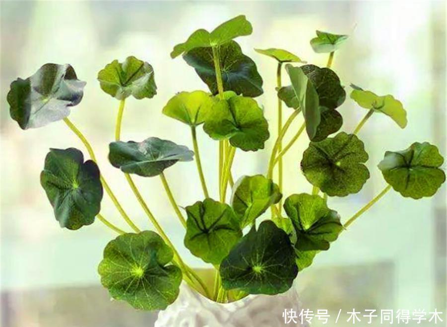 夏天|夏天铜钱草有“3怕”,难怪叶子发软没光泽,学会了碧绿光亮