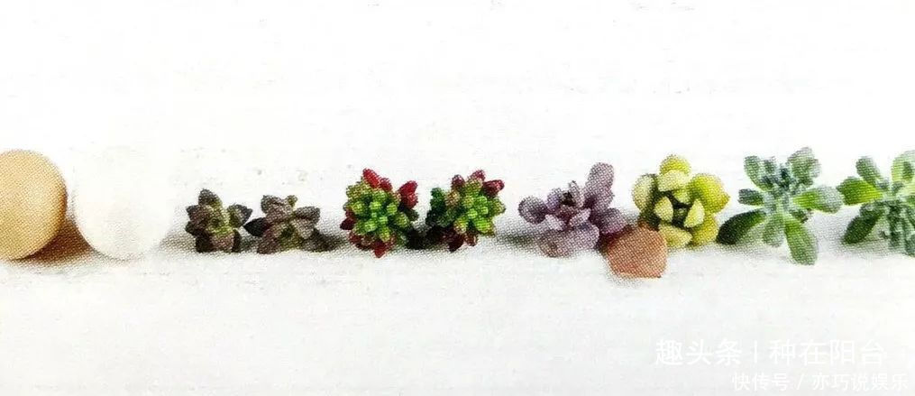 她用废弃的蛋壳“孵出”美丽的多肉植物,实在太迷你可爱了!