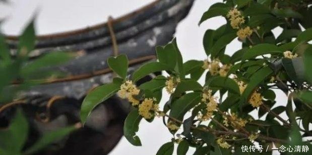 对子|“天若有情天亦老”上一句鲜为人知, 其对子下联被称千古绝对!