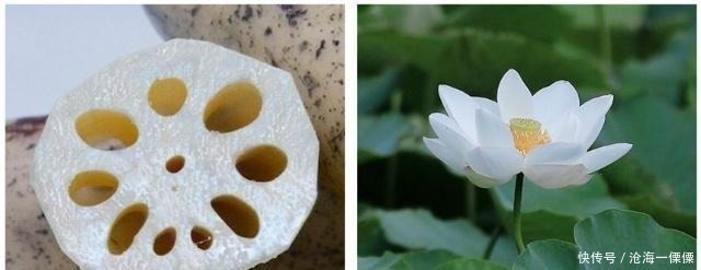 吃起来|吃了38年莲藕, 才知道“7孔”和“9孔”的区别! 感觉自己白吃了!