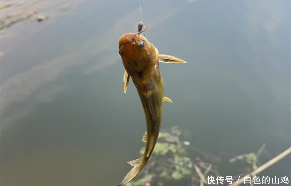 老手|钓鱼技巧:蚯蚓饵料的非常规用法,不直接做饵料,钓鱼老手才懂得