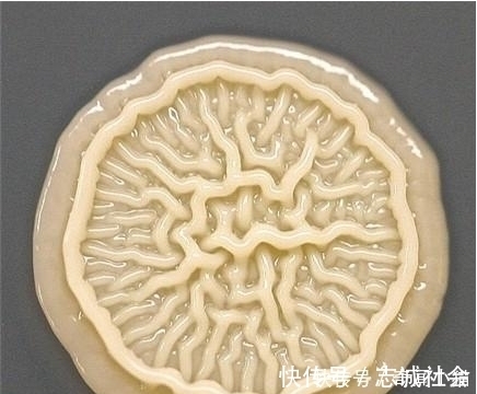 妈妈|8岁小孩出去玩,回家不洗手按了个手印,妈妈培养48小时后