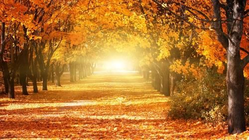 肺部|立秋来临,秋天养生宜养肺,关于养肺的方法,大家不妨尝试这三个