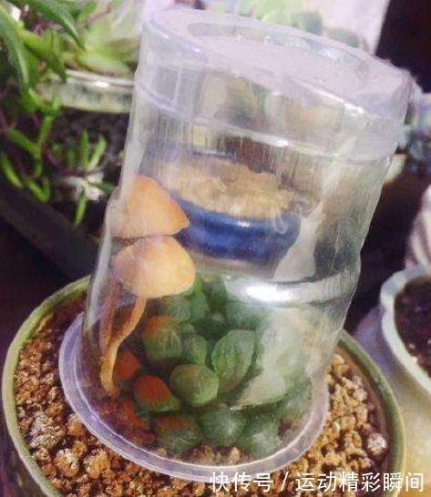 变废为宝:家里1种垃圾别丢了,给花草保暖,防冻增湿长势好