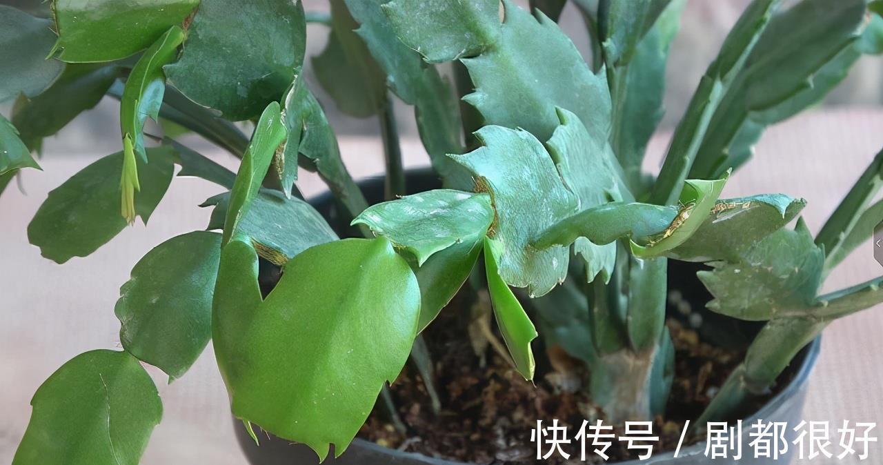 肥厚|养蟹爪兰，土里加点“料”，叶片厚实硬邦邦，奋力开花一百朵