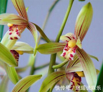 春兰惠兰建兰傻傻分不清楚看一点就明白，注意遮阴浇水，花特多