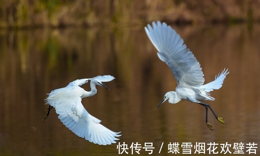 一鹭图！一首咏白鹭的古诗，垂杨芳草，晚霞清流，雪衣公子，独立汀洲