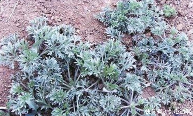 这五种农村的野菜,在城里很少看见,美味健康还有排毒消炎的功效