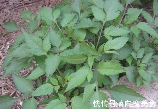 草药|这种草以前见了就想拔掉, 如今却是宝贝, 治病是一绝