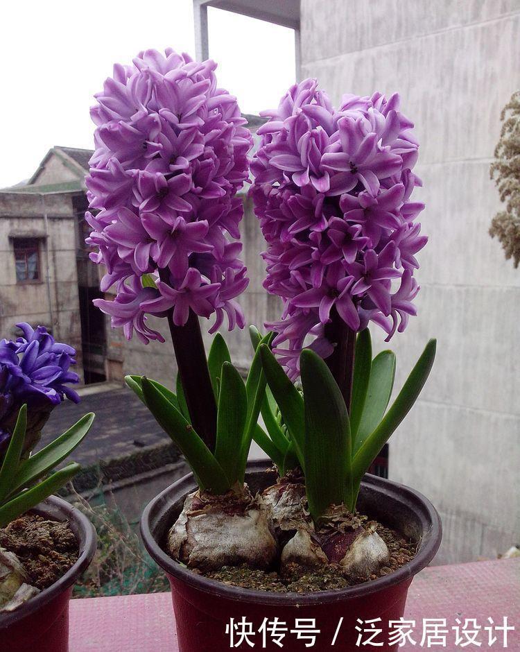 这些花卉美过玫瑰,沾土就能活,开花就爆盆,不易生病好养护