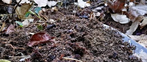 如何将兰花盆栽好？将这5方面落实到位就成功了一大半