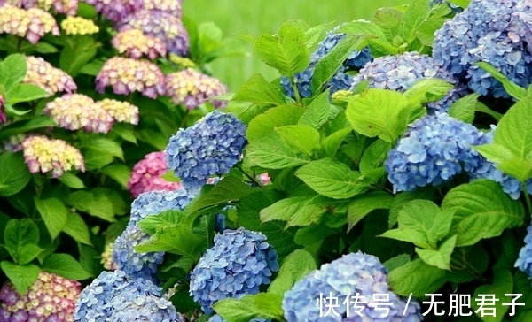 生肖鸡|11月14号开始财运上上签,财富值上升,鸿运当头,事业前程似锦